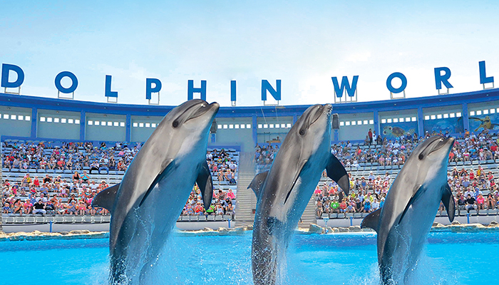 Dolphin Show Tour