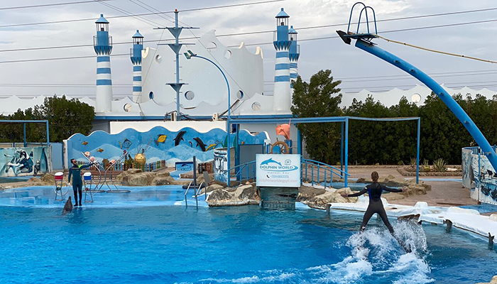 Dolphin Show Tour