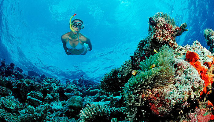 Snorkeling Trip Dolphin Reef
